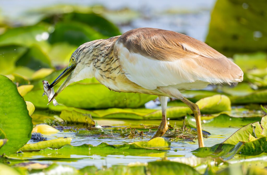 15-days-uganda-birding-safari