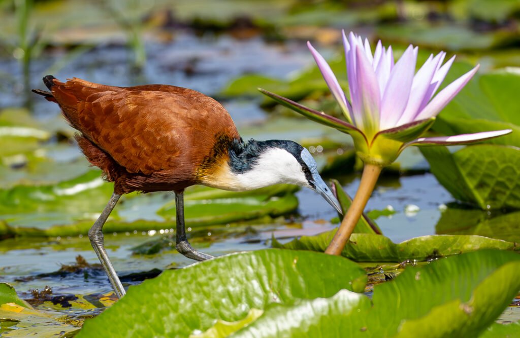 best-birding-spots-in-uganda