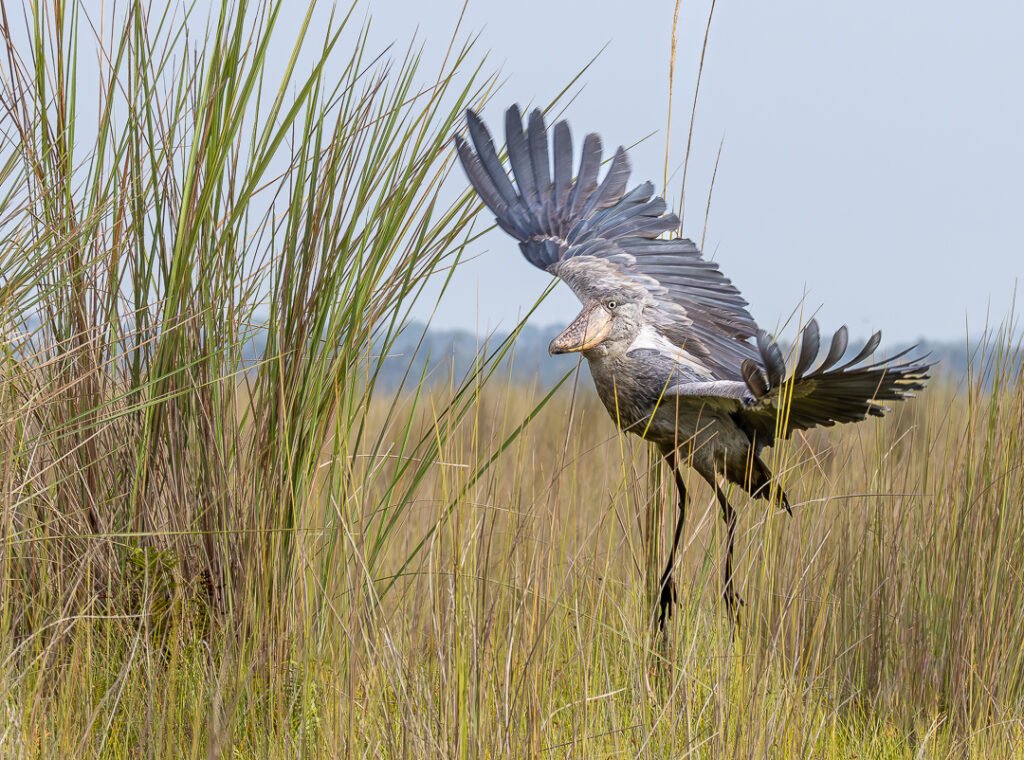 best-uganda-birding-safaris