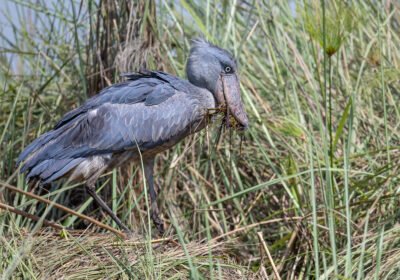 mabamba-shoebill-experience