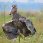 how-long-does-a-tour-to-mabamba-shoebill-take