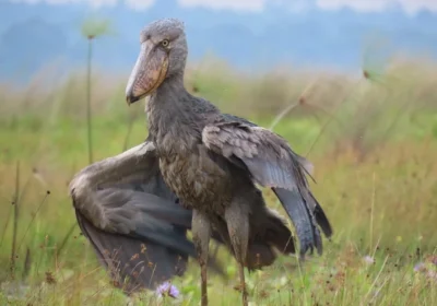 how-long-does-a-tour-to-mabamba-shoebill-take