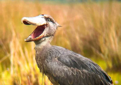 shoebill-experience-in-mabamba-costs