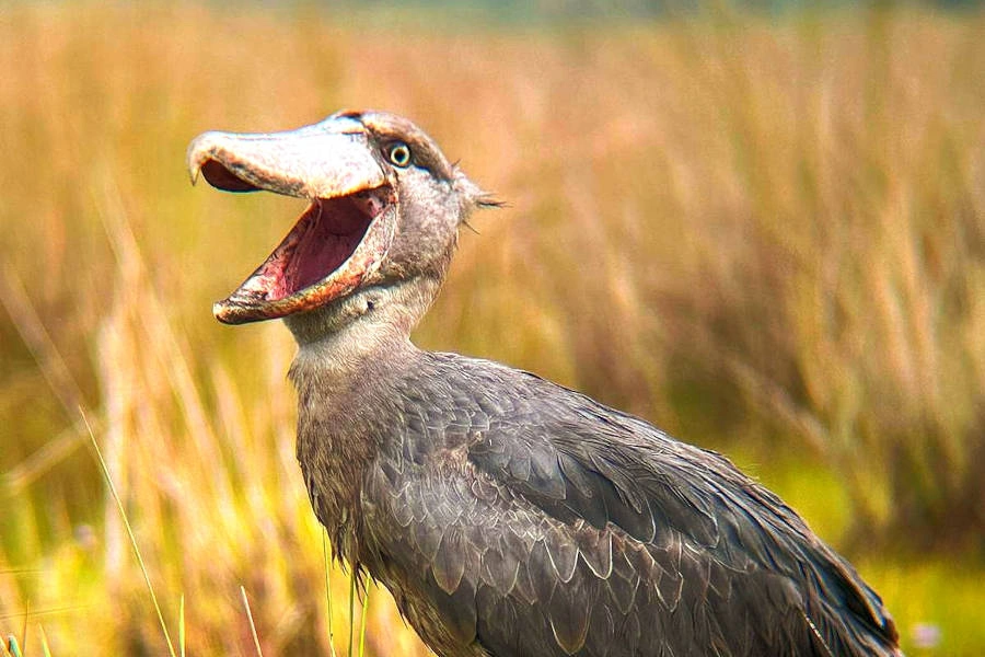 shoebill-experience-in-mabamba-costs