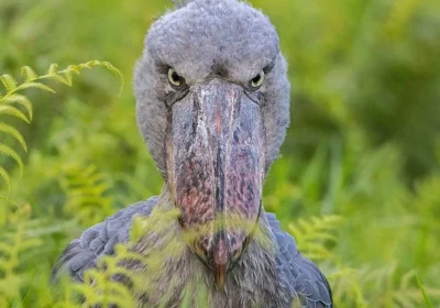 mabamba-shoebill-tour