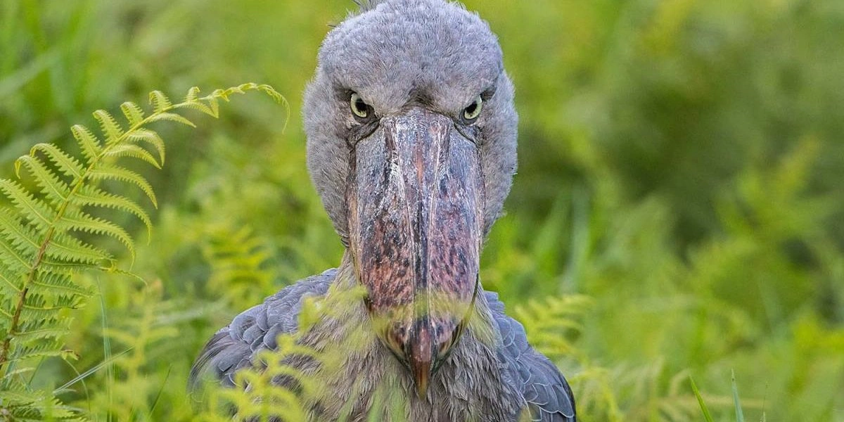 mabamba-shoebill-tour