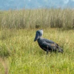 mabamba-swamp-shoebill-tracking-tour