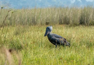 mabamba-swamp-shoebill-tracking-tour