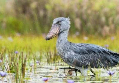 shoebill-uganda-tours