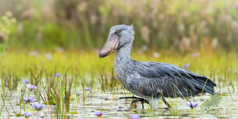 shoebill-uganda-tours