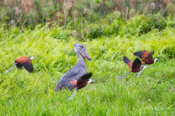 birding-in-uganda-best-species-to-look-for